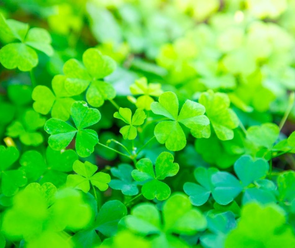 Beautiful Wood Sorrel background of green shamrocks