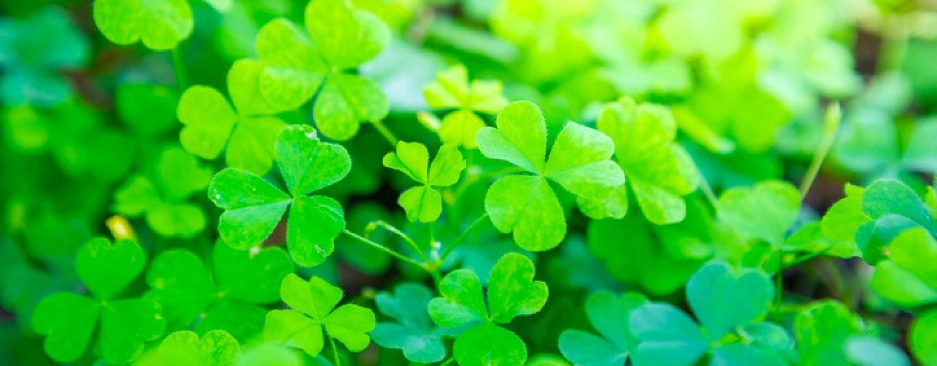 Beautiful Wood Sorrel background of green shamrocks