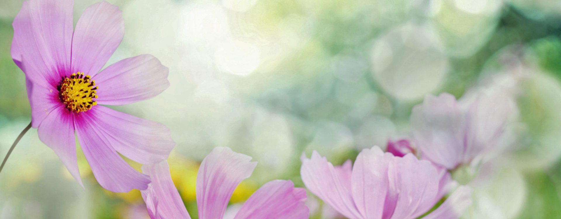 Field of flowers and sunlight