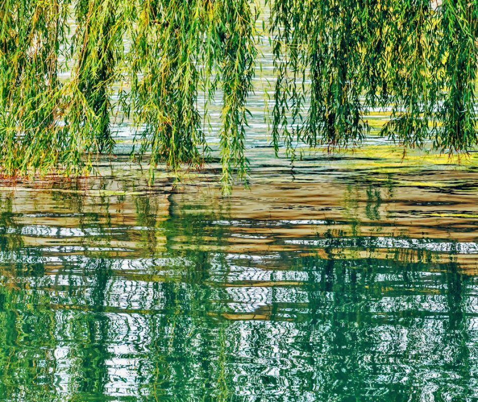 Willows reflecting on the water