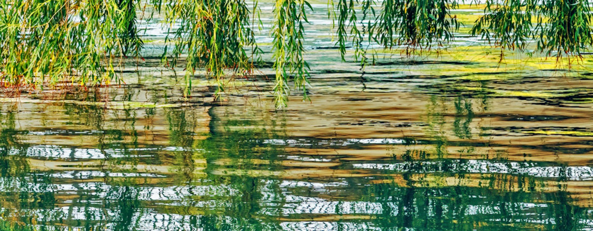 Willows reflecting on the water