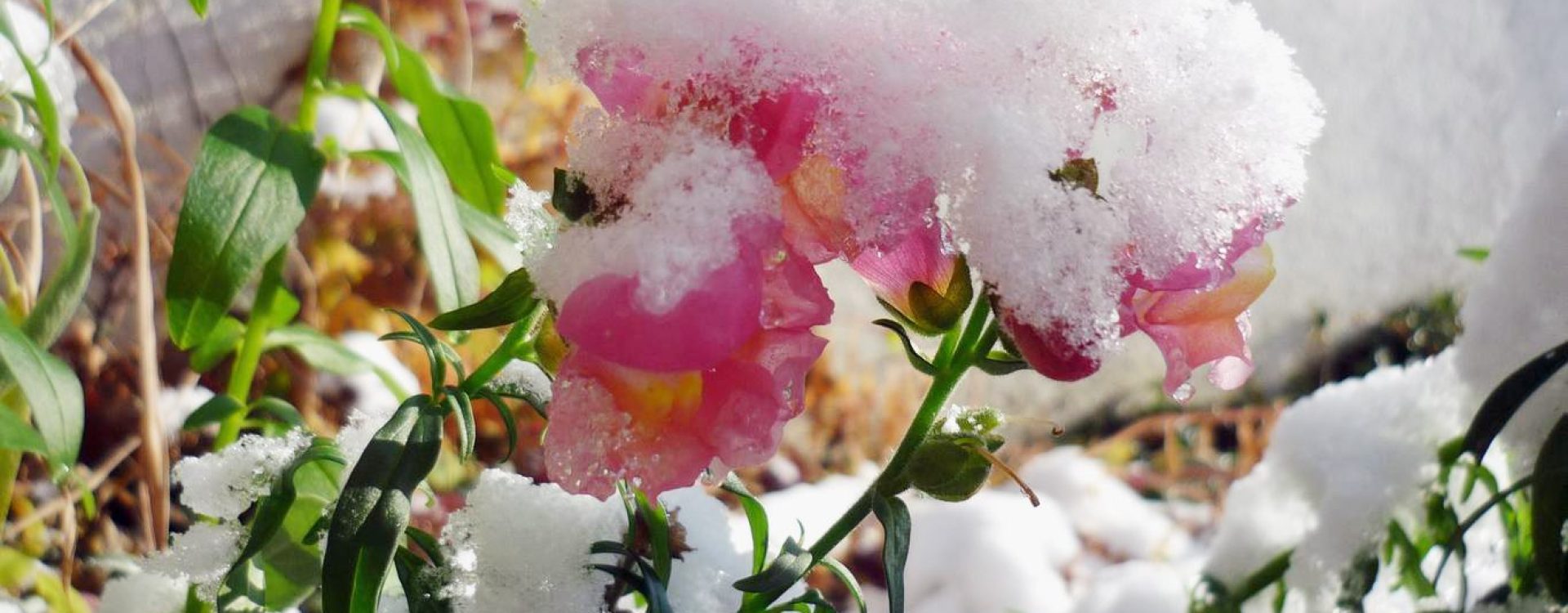 Pink blooms and green leaves rising out of a covering of snow