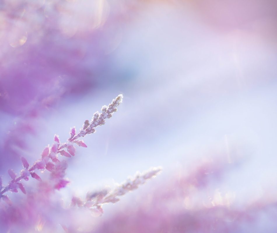 Heather blooms frosted with ice crystals