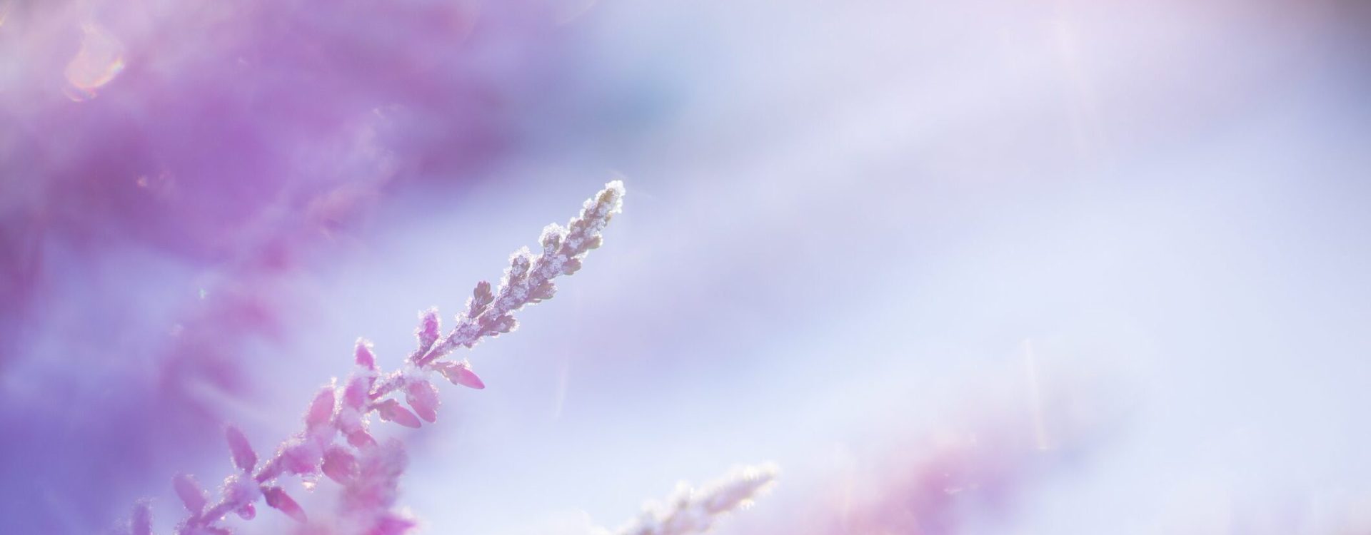 Heather blooms frosted with ice crystals